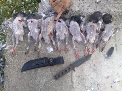 Їмо голубів або як правильно їх готувати (ловля, рекомендації, відгуки, фото, рецепти) (голуб) Їмо голубів або як правильно їх готувати (ловля, рекомендації, відгуки, фото, рецепти)