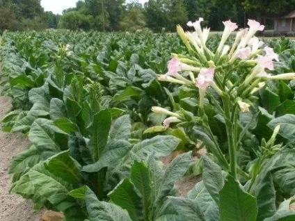 Тютюн для куріння вирощування в домашніх умовах (умовах) Тютюн для куріння вирощування в домашніх умовах