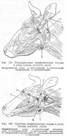 Лімфатичні вузли і їх коріння у рогатої худоби - все про тваринництво (частина) Лімфатичні вузли і їх коріння у рогатої худоби - все про тваринництво