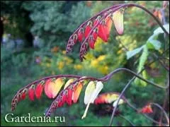 Ліана міна Лобату