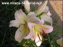 Лілії пророщування цибулин в горщиках (цибулин) Лілії пророщування цибулин в горщиках