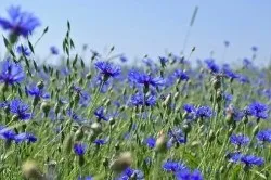Лікування уретриту у жінок в домашніх умовах (гінеколог будинку) Лікування уретриту у жінок в домашніх умовах