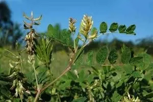 Лікування трахеобронхіту народними засобами (звіробою звичайного трави) Лікування трахеобронхіту народними засобами