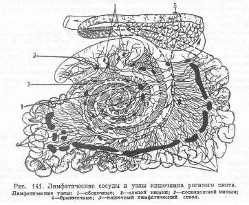 Лімфатичні вузли і їх коріння у рогатої худоби - все про тваринництво (дорзально) Лімфатичні вузли і їх коріння у рогатої худоби - все про тваринництво