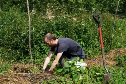 Ліщина звичайна (ліщина) посадка і догляд, опис сорту, розмноження (вирощування) Ліщина звичайна (ліщина) посадка і догляд, опис сорту, розмноження