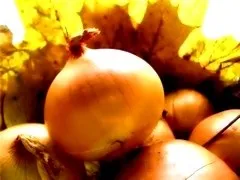 Лук - користь і властивості цибулевого соку (сік) Лук - користь і властивості цибулевого соку