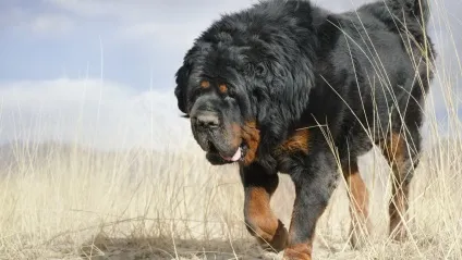 Кращі 10 фото які собаки найбільші в світі, хто що де (собаки) Кращі 10 фото які собаки найбільші в світі, хто що де