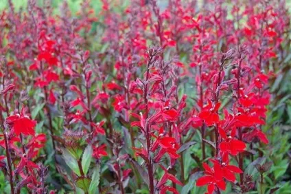 Лобелія види і сорти незвичайного квітки (опис і фото) (види) Лобелія види і сорти незвичайного квітки (опис і фото)