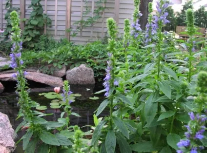 Лобелія види і сорти незвичайного квітки (опис і фото) (квітки) Лобелія види і сорти незвичайного квітки (опис і фото)