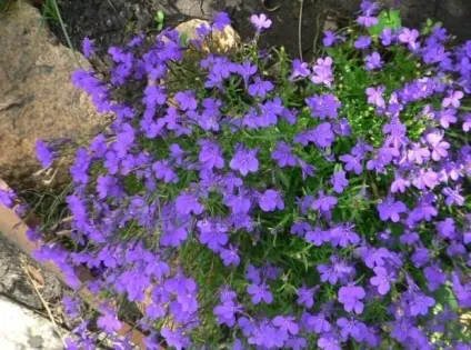Лобелія види і сорти незвичайного квітки (опис і фото) (лобелія) Лобелія види і сорти незвичайного квітки (опис і фото)