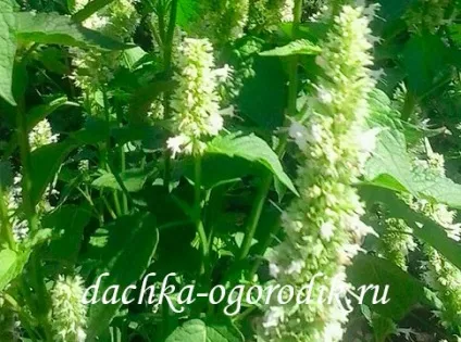 Лофант тибетський вирощування (лофант) Лофант тибетський вирощування
