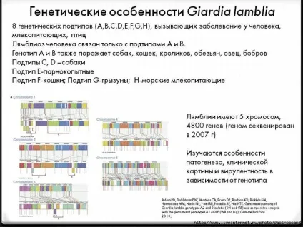 Лямблії кишкові (giardia intestinalis)