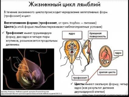 Лямблії кишкові (giardia intestinalis)