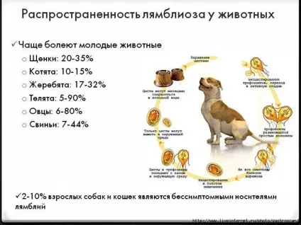 Лямблії кишкові (giardia intestinalis)