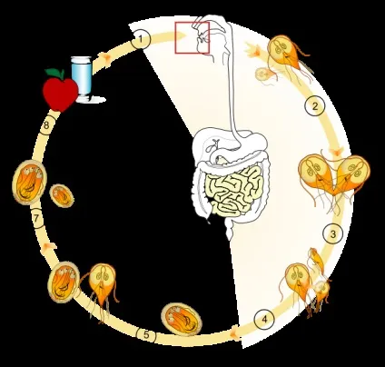 Лямблії кишкові (giardia intestinalis)