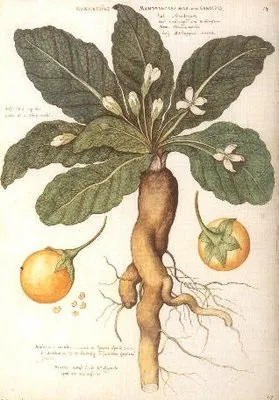 Мандрагора лікарська (mandragora officinalis) (лікарська) Мандрагора лікарська (mandragora officinalis)