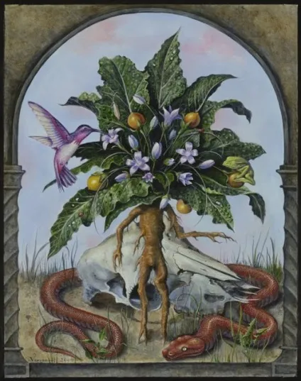 Мандрагора лікарська (mandragora officinalis) (officinalis) Мандрагора лікарська (mandragora officinalis)