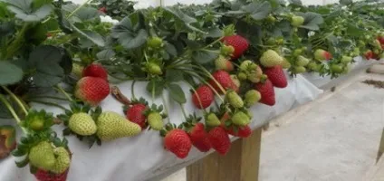 Як зв'язати круглу шапку гачком - як зв'язати шапку гачком для початківців (Оберніть нитку навколо) Як зв'язати круглу шапку гачком - як зв'язати шапку гачком для початківців