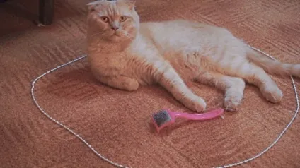 Як заспокоїти кота (піде) Як заспокоїти кота