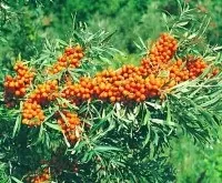 Масло для лікування псоріазу обліпихи або лляне (відгуки) (масло) Масло для лікування псоріазу обліпихи або лляне (відгуки)
