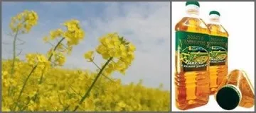 Олія рижієва користь і шкода, як приймати найбільш ефективно для волосся, для особи і в лікувальних (рижієву) Олія рижієва користь і шкода, як приймати найбільш ефективно для волосся, для особи і в лікувальних