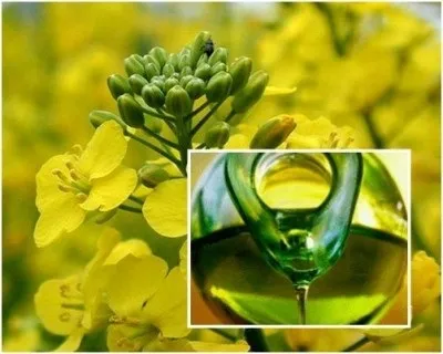 Олія рижієва користь і шкода, як приймати найбільш ефективно для волосся, для особи і в лікувальних (шкода) Олія рижієва користь і шкода, як приймати найбільш ефективно для волосся, для особи і в лікувальних