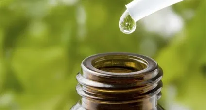 Масло орегано застосування, властивості, користь (масло) Масло орегано застосування, властивості, користь