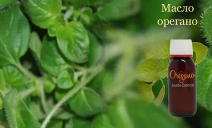 Масло орегано застосування, користь, протипоказання рецепт домашнього приготування (протипоказання) Масло орегано застосування, користь, протипоказання рецепт домашнього приготування