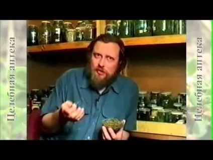 Маски, відвари і настій деревію для догляду за волоссям (відвар деревію) Маски, відвари і настій деревію для догляду за волоссям