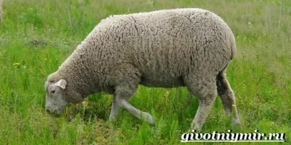 Меринос вівця