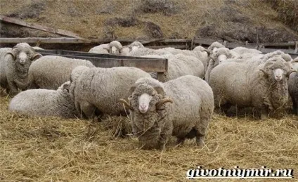 Меринос вівця