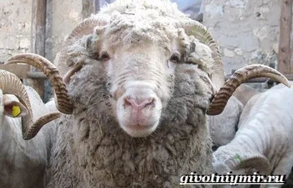 Меринос вівця