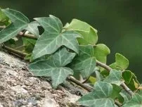 Міна Лобату - екзотична ліана, квіти в саду (садиба) (міна Лобату) Міна Лобату - екзотична ліана, квіти в саду (садиба)