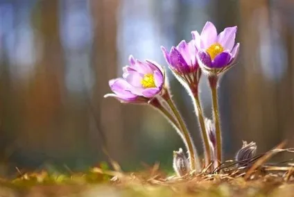 Багаторічні квіти для альпійської гірки - фото і відео (багаторічні) Багаторічні квіти для альпійської гірки - фото і відео