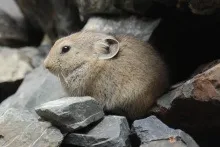 Монголія (держава)