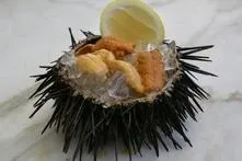 морські їжаки
