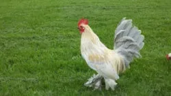 Мохноногі бентамки (booted bantam) - сторінка в каталозі