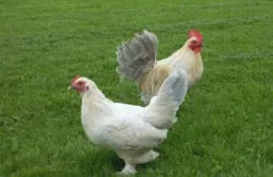 Мохноногі бентамки (booted bantam) - сторінка в каталозі
