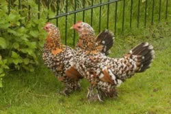 Мохноногі бентамки (booted bantam) - сторінка в каталозі