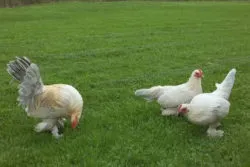 Мохноногі бентамки (booted bantam) - сторінка в каталозі