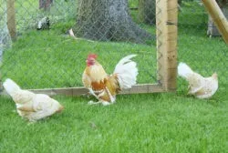 Мохноногі бентамки (booted bantam) - сторінка в каталозі