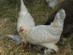 Мохноногі бентамки (booted bantam) - сторінка в каталозі