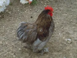 Мохноногі бентамки (booted bantam) - сторінка в каталозі