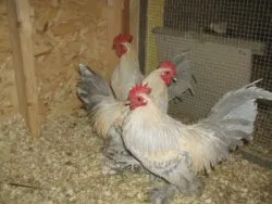 Мохноногі бентамки (booted bantam) - сторінка в каталозі