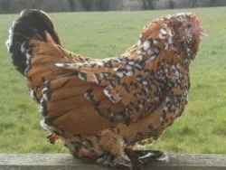 Мохноногі бентамки (booted bantam) - сторінка в каталозі