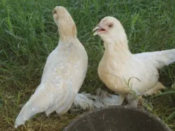 Мохноногі бентамки (booted bantam) - сторінка в каталозі