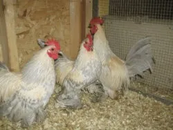 Мохноногі бентамки (booted bantam) - сторінка в каталозі