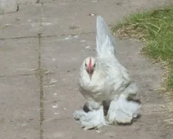 Мохноногі бентамки (booted bantam) - сторінка в каталозі