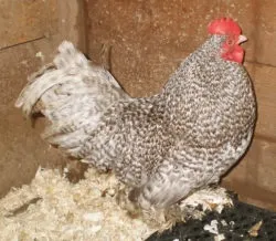 Мохноногі бентамки (booted bantam) - сторінка в каталозі