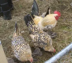Мохноногі бентамки (booted bantam) - сторінка в каталозі